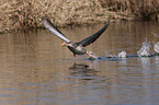 greylag goose