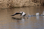 greylag goose