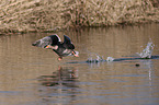 greylag goose