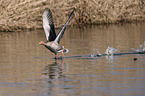 greylag goose