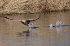 greylag goose