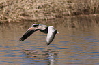 greylag goose