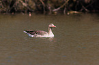 greylag goose