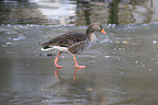 walking Greylag Goose