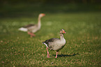 greylag geese