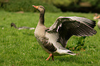 greylag goose