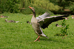 greylag goose