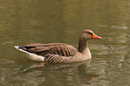 greylag goose