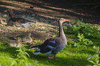 greylag geese