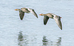 greylag geese