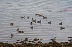 greylag geese