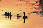 Grey geese in backlight
