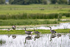 Grey geese in water