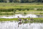 Grey geese in water