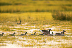 Grey geese in water