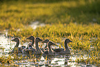 Grey geese in water
