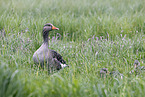 Grey geese in the meadow