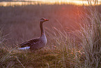 Grey goose in evening light