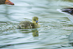 greylag goose chick