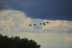 greylag geese