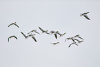 greylag geese