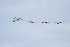 greylag geese