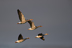 greylag geese