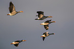 greylag geese