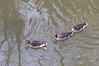 greylag geese