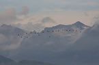 greylag geese