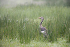 greylag goose