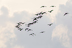 greylag geese