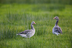 greylag geese