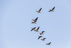 greylag geese