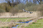 greylag geese