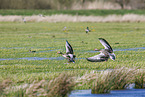 greylag geese