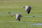 greylag geese