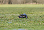 greylag goose