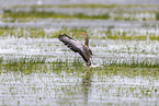 greylag goose