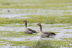 greylag geese