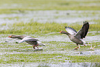 greylag geese