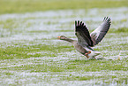 greylag goose