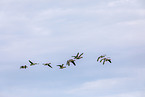 greylag geese