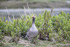 greylag goose