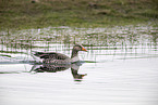 greylag goose