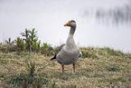 greylag goose