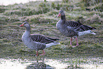 greylag geese