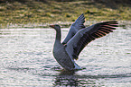 greylag goose