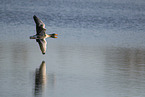 greylag geese