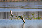 greylag geese